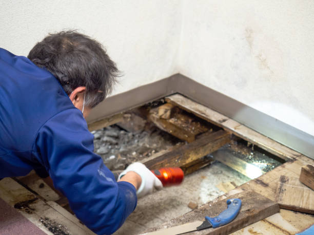 Best Crawl Space Mold Remediation in Boyceville, WI