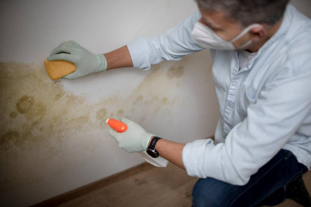 Best Bathroom Mold Remediation in Boyceville, WI