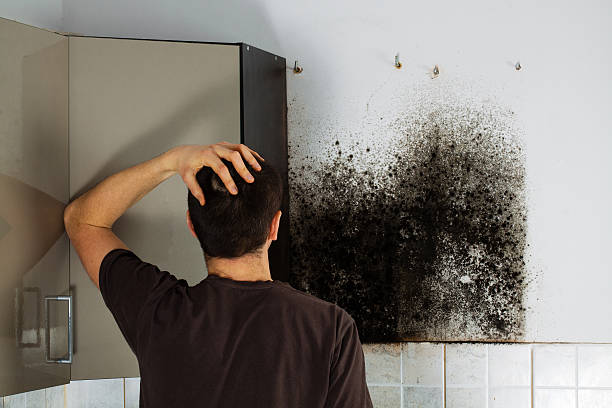 Best Mold Testing and Inspection Services in Boyceville, WI