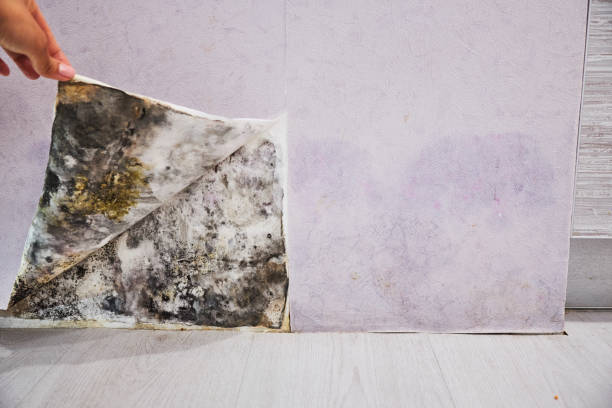 Best Kitchen Mold Remediation in Boyceville, WI
